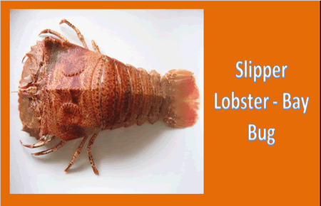 Bay Bug - Slipper Lobster Bay Bug