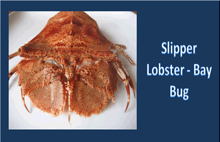 Bay Bug - Slipper Lobster Bay Bug