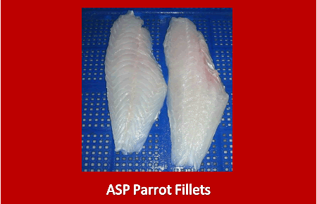 Parrot Fillets 02 Parrot Fillets 02