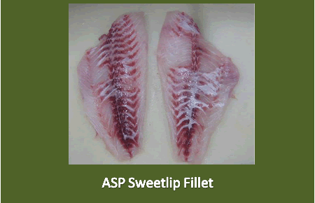 Sweetlip Fillets 01 Sweetlip Fillets 01
