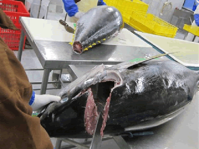 Tuna 02 Tuna 01