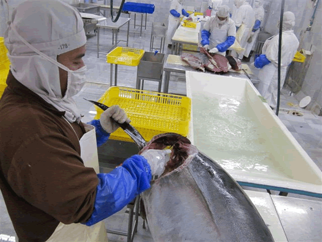 Tuna 01 Tuna 02
