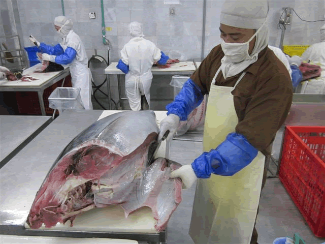 Tuna 03 Tuna 03