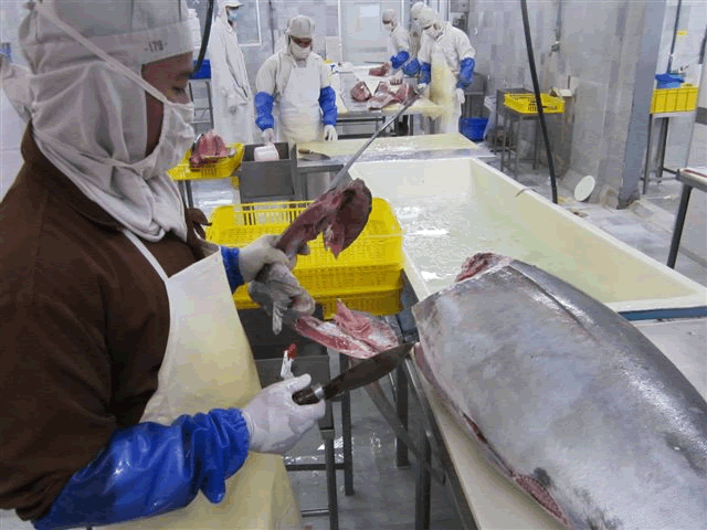 Tuna 04 Tuna 04