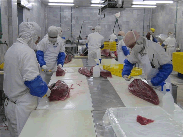 Tuna 05 Tuna 05